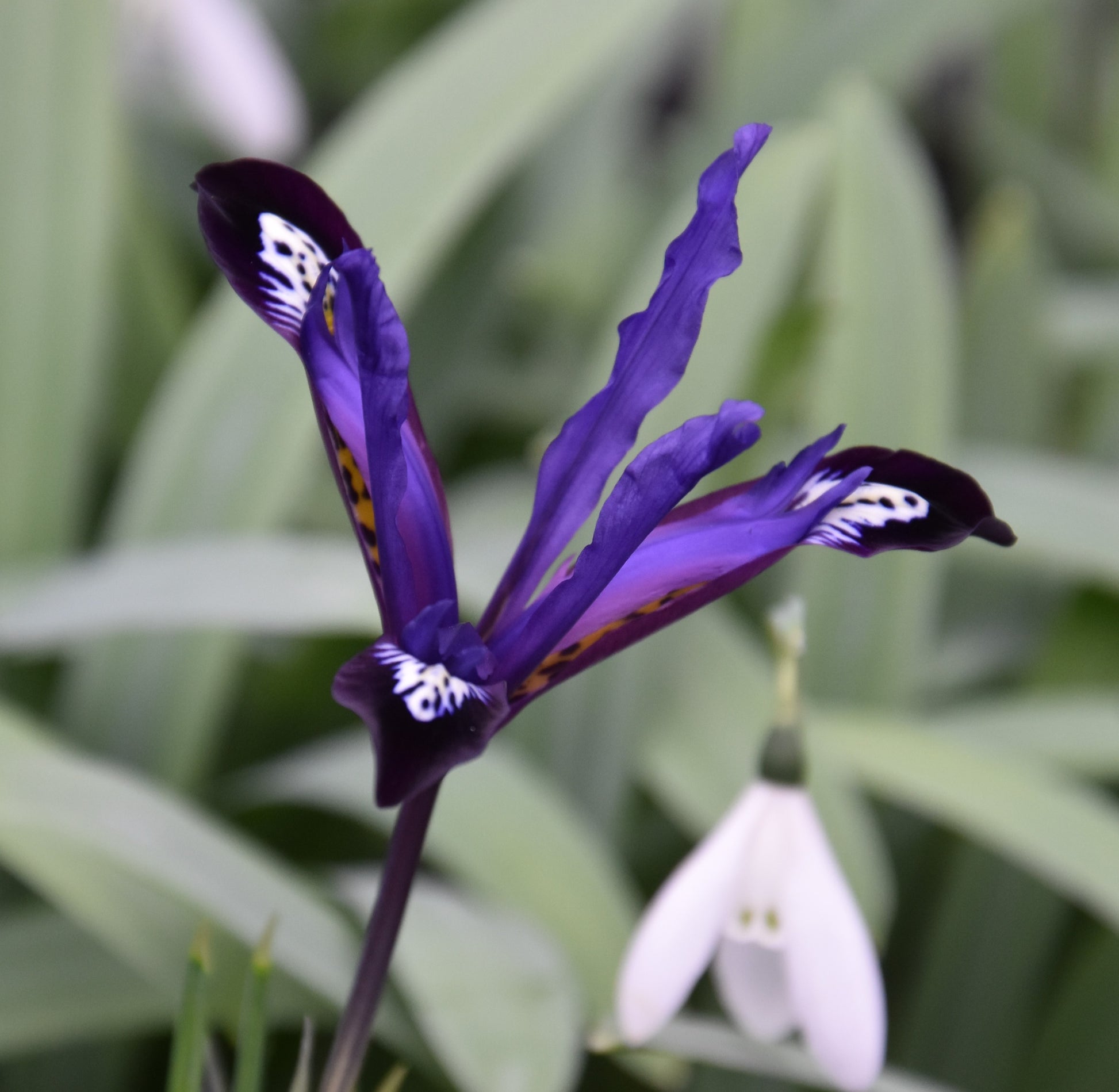 Iris reticulata 'Blue Note'