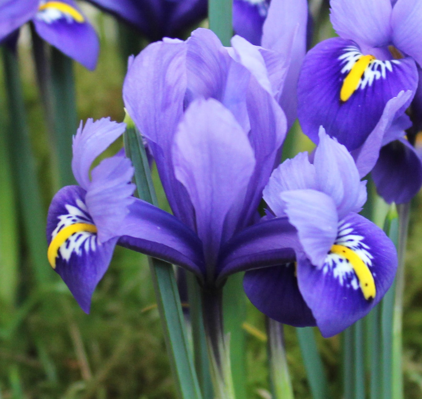Iris reticulata 'Harmony'