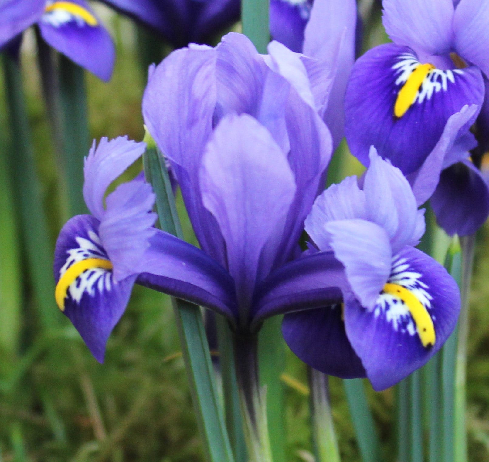 Iris reticulata 'Harmony'