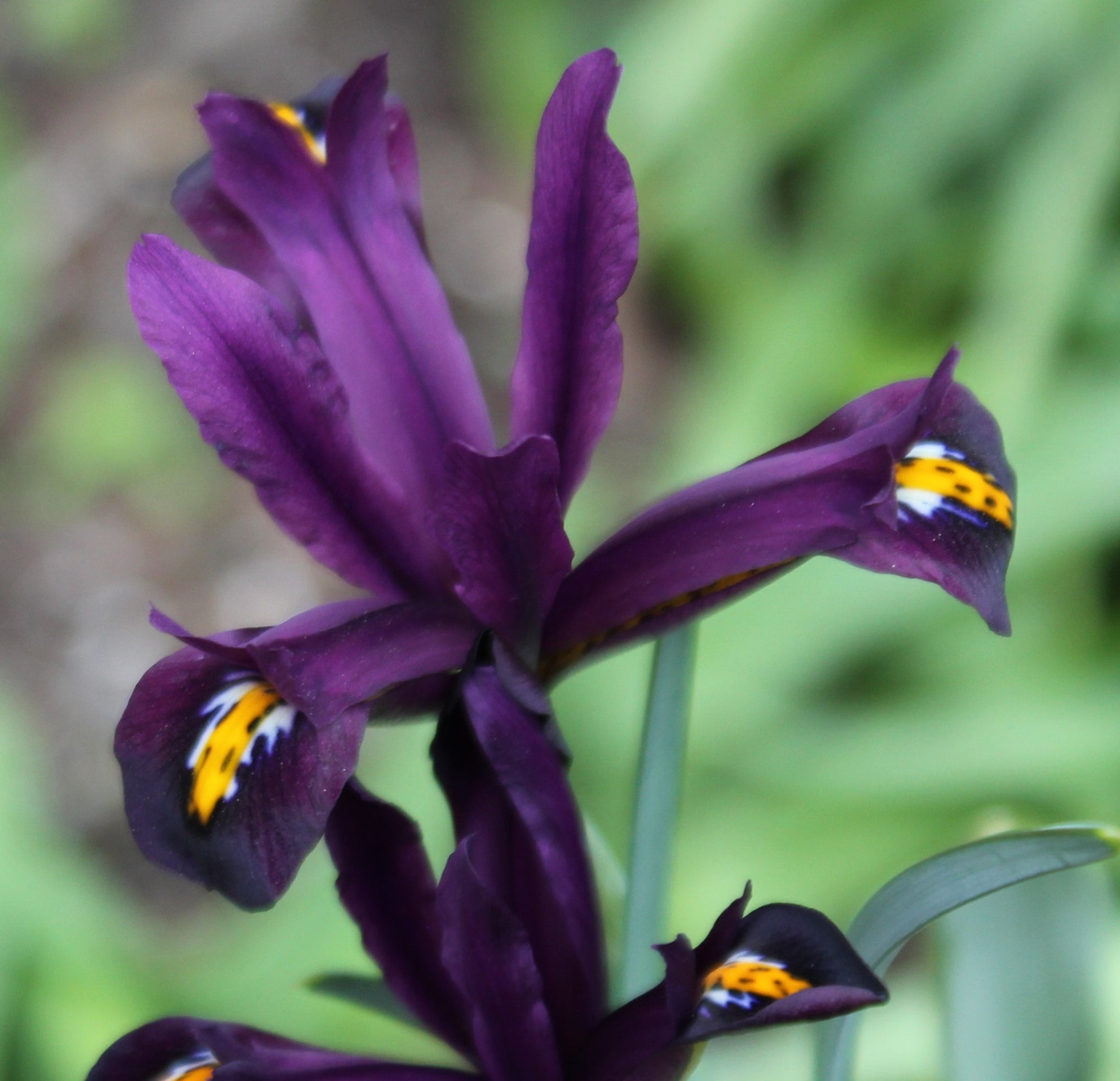 Iris reticulata 'J.S. Dijt'