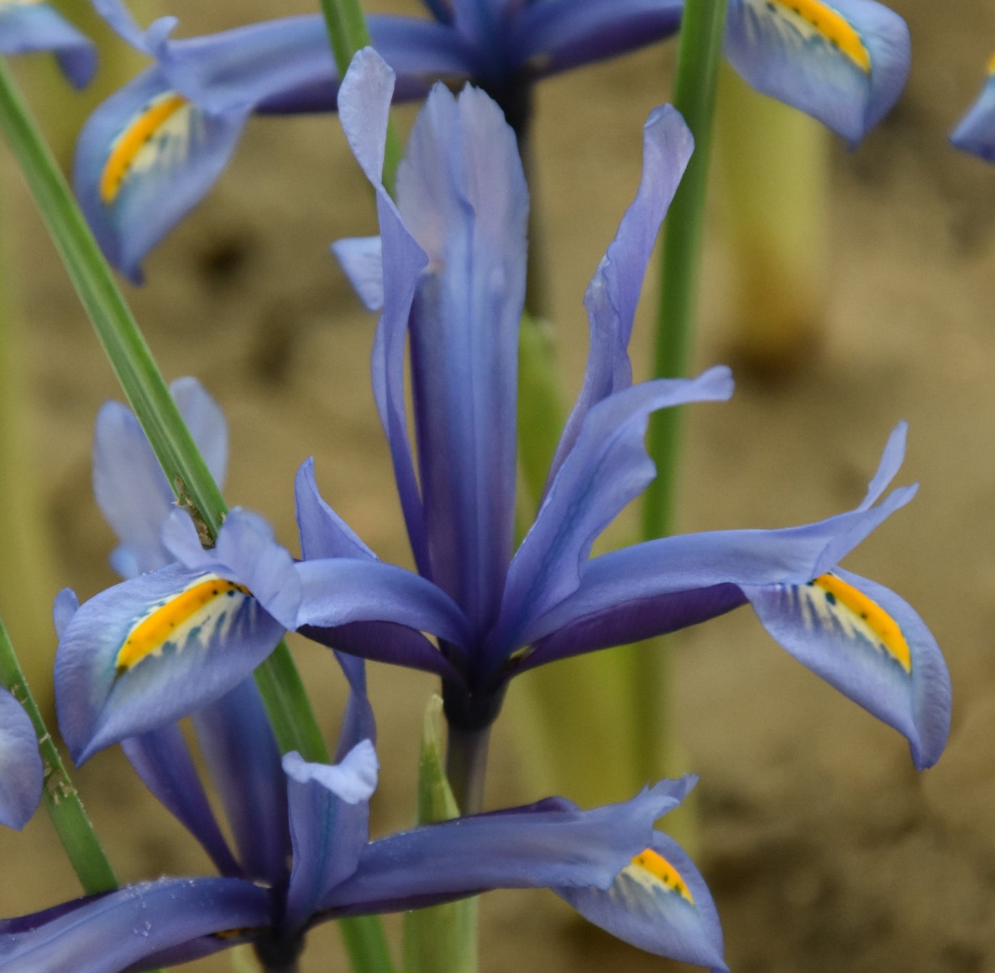 Iris reticulata 'Kuh-e-Abr'
