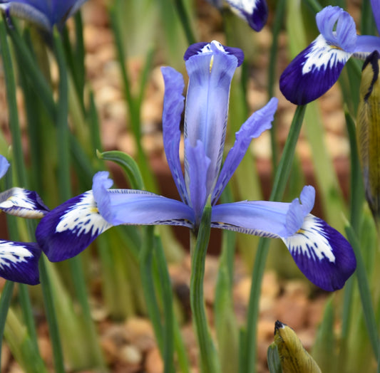 Iris reticulata 'Fabiola'