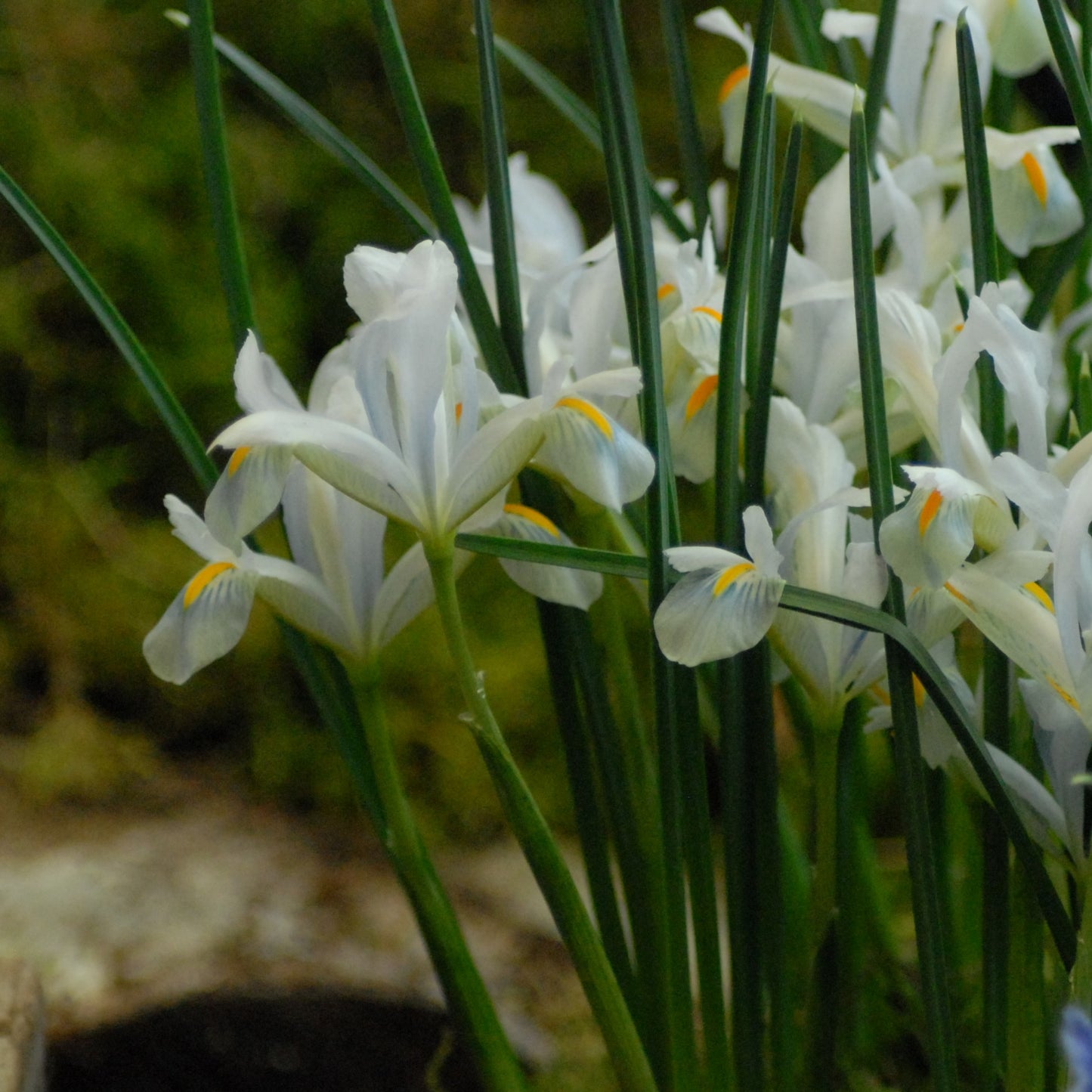Iris reticulata 'Natascha'