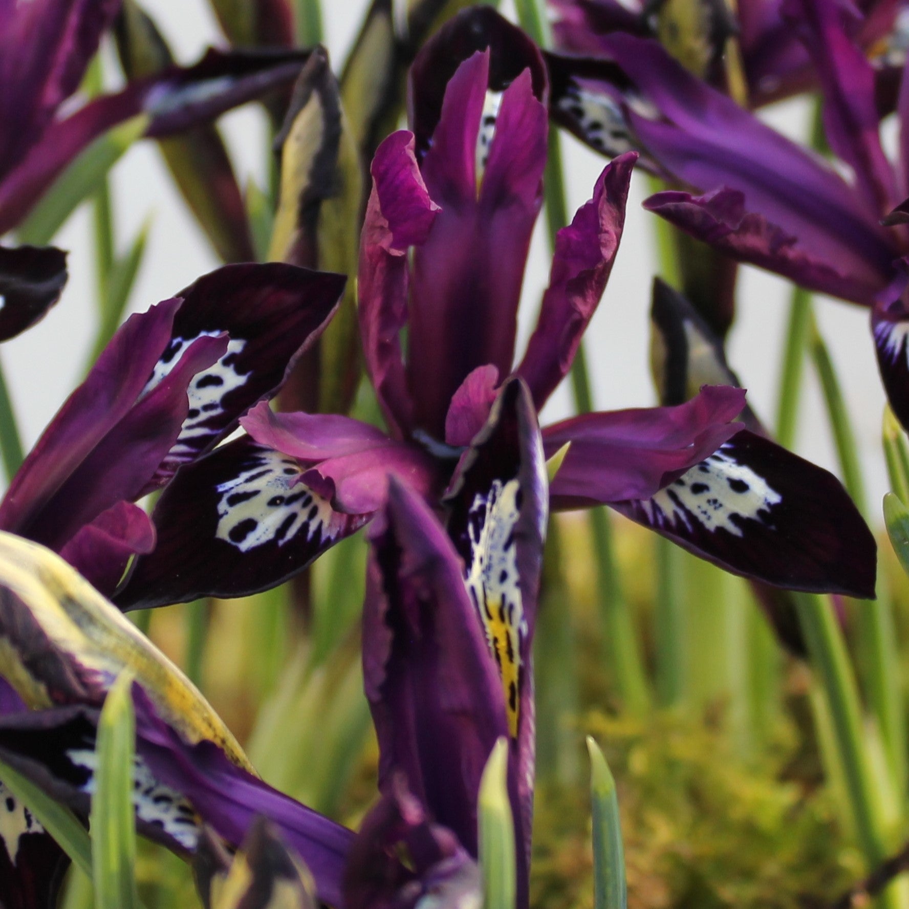 Iris reticulata 'Pauline'