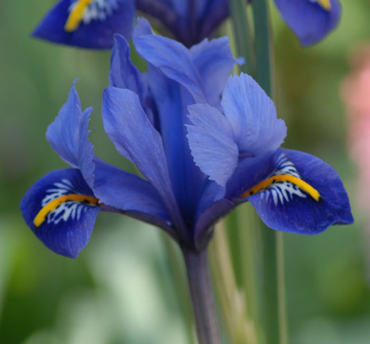 Iris reticulata 'Rhapsody'