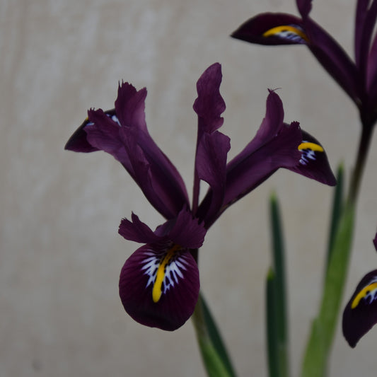 Iris reticulata 'Rejoice'