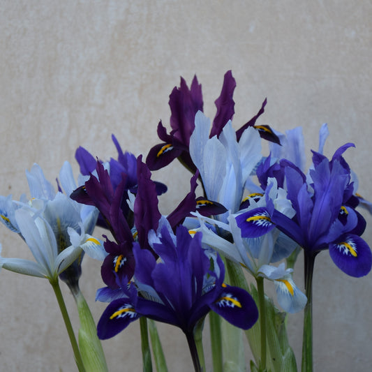 Iris reticulata Mixture