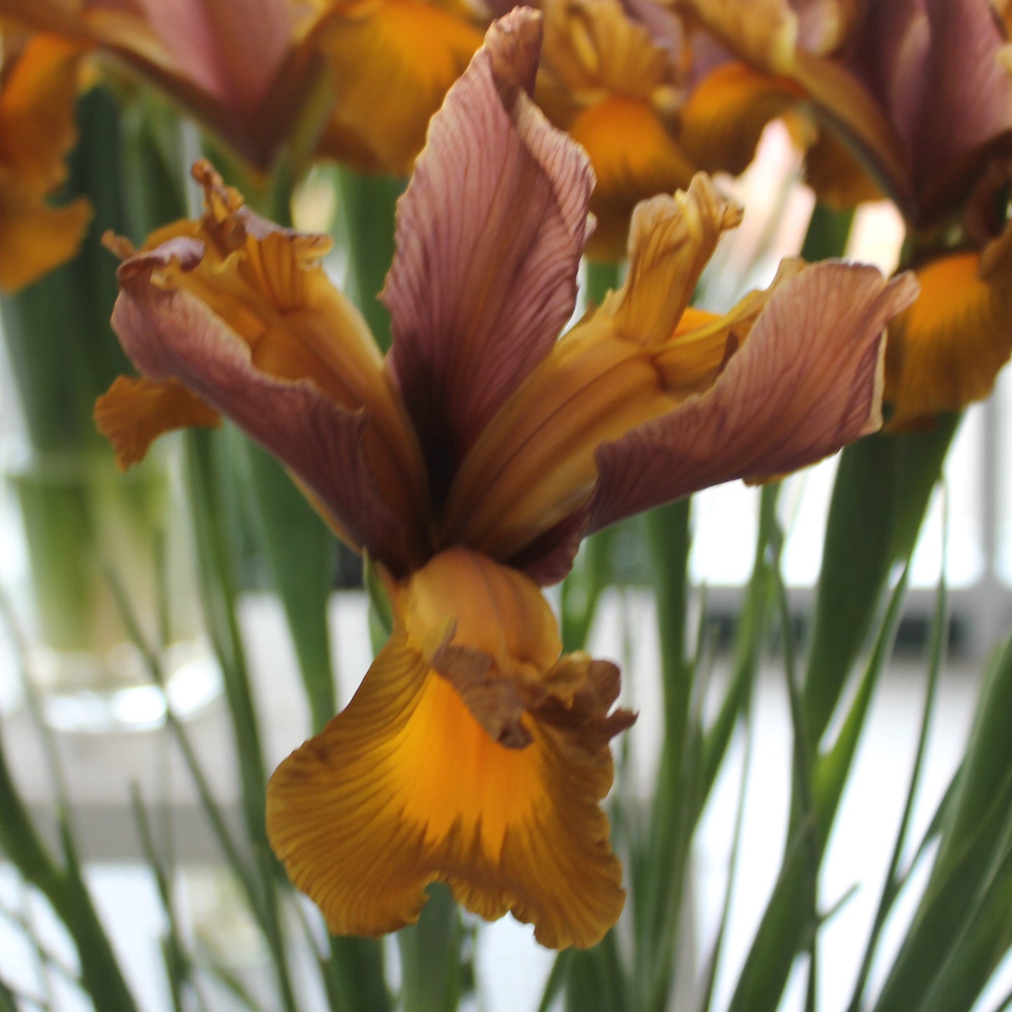 Iris Dutch Hybrids Autumn Princess