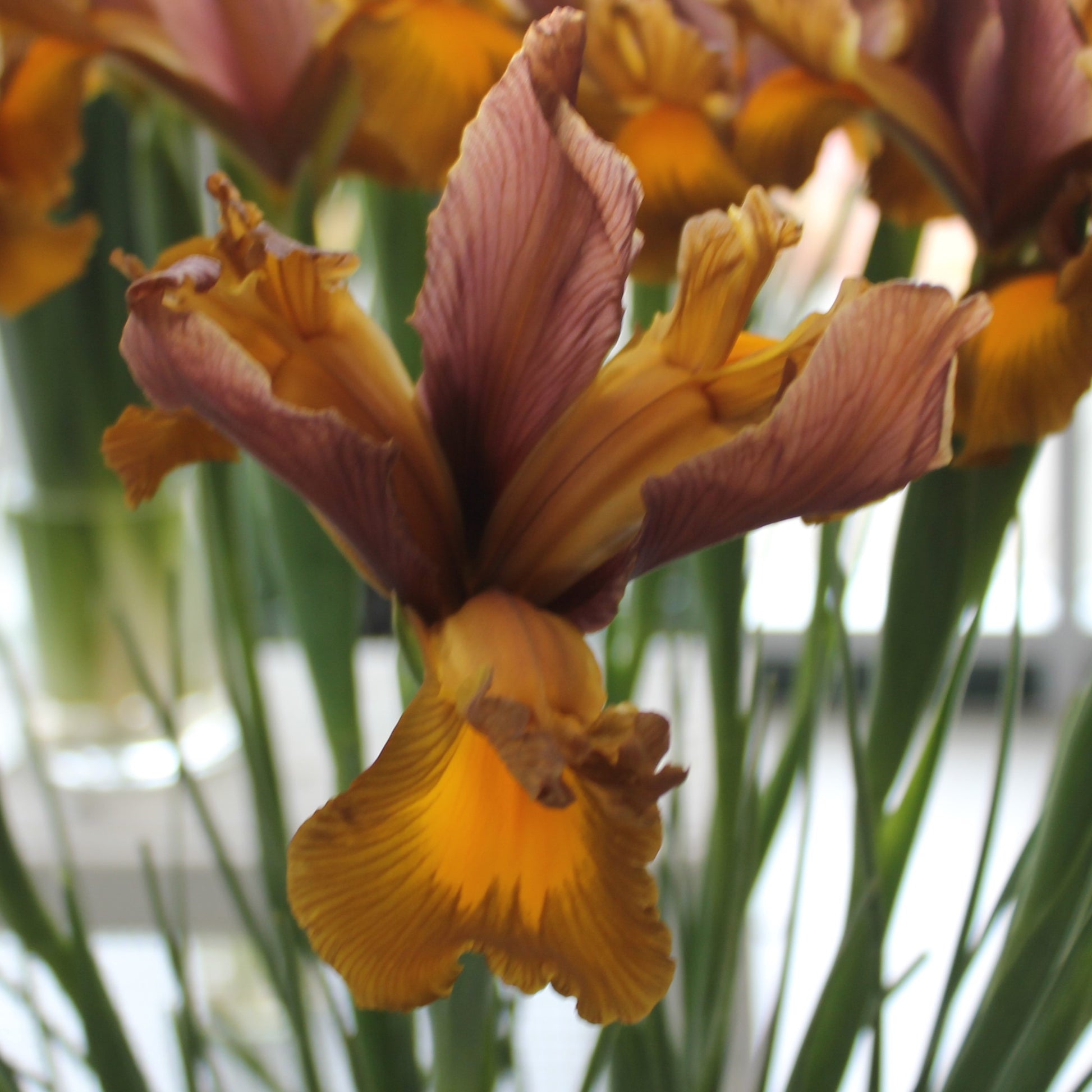 Iris Dutch Hybrids Autumn Princess