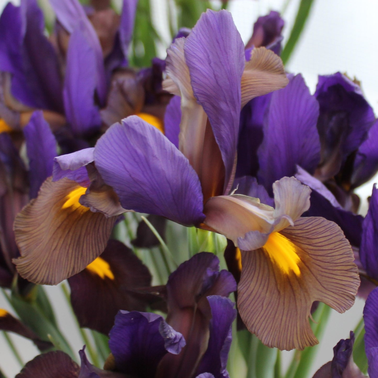Iris Dutch Hybrids Eye Of The Tiger