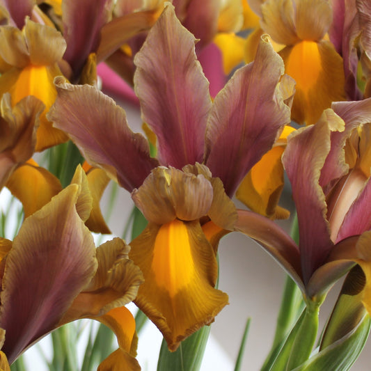 Iris Dutch Hybrids Bronze Perfection