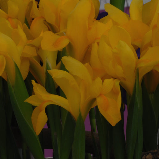 Iris Dutch Hybrids Golden Beauty