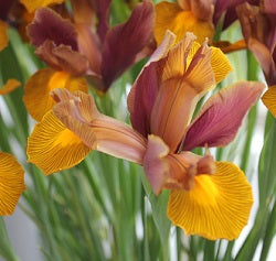 Iris Dutch Hybrids Lion King. AGM