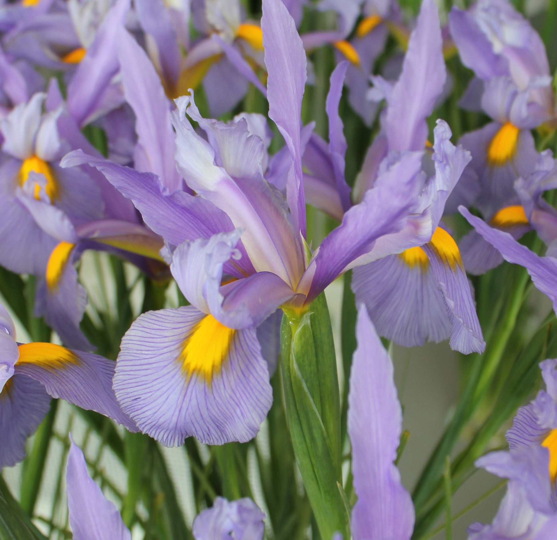 Iris Dutch Hybrids Pink Panther