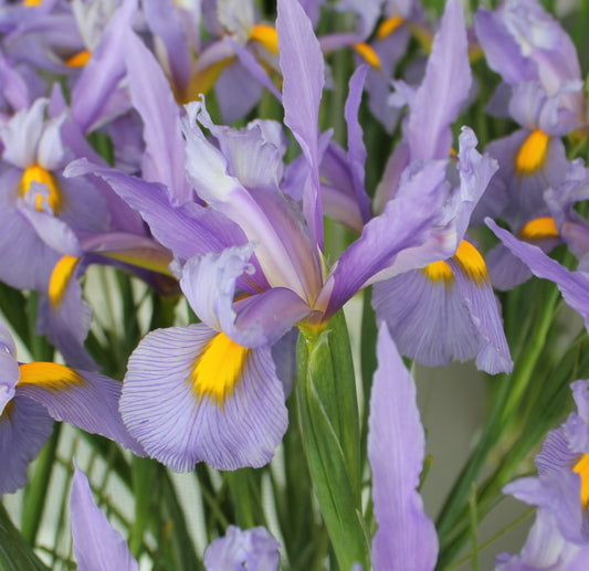 Iris Dutch Hybrids Pink Panther
