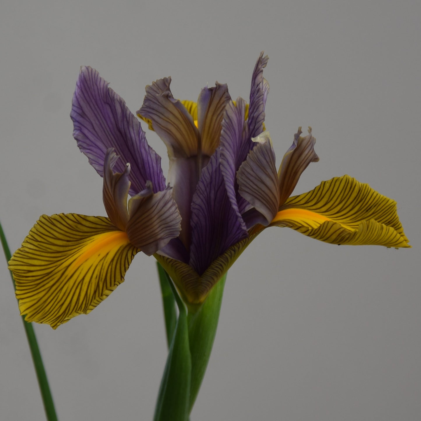 Iris Dutch Hybrids Picasso
