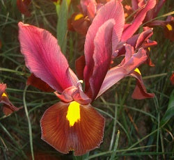 Iris Dutch Hybrids Red Ember