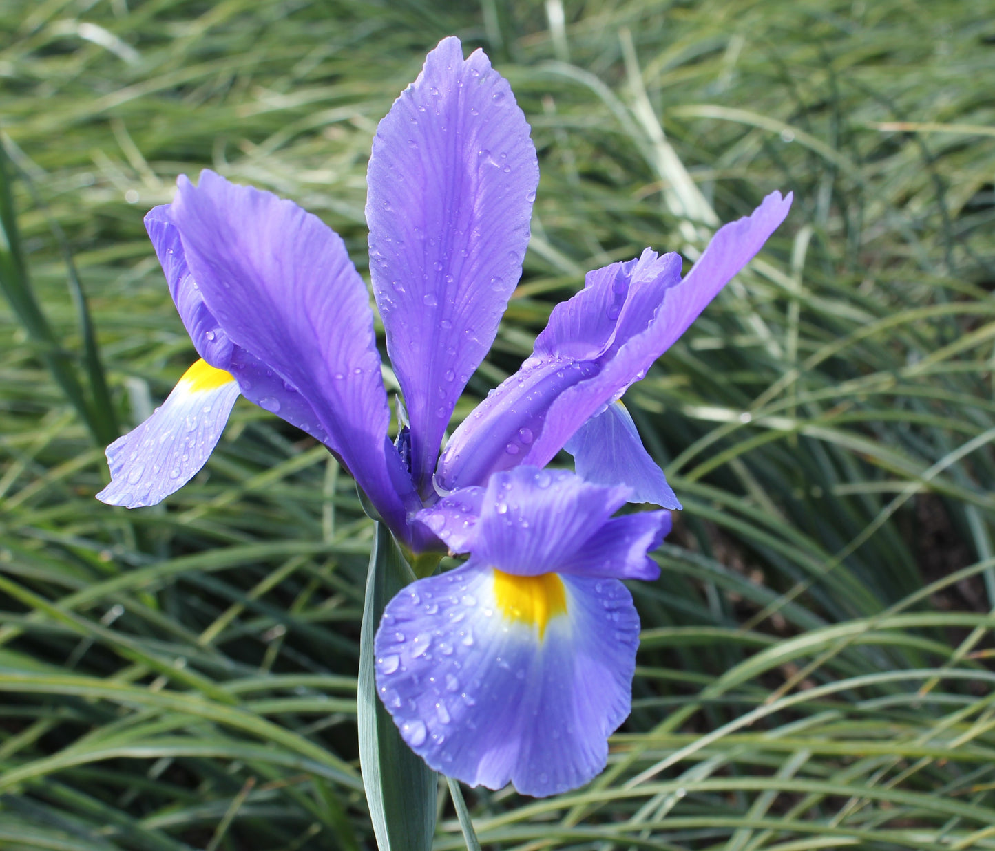 Iris Dutch Hybrids Sapphire Beauty