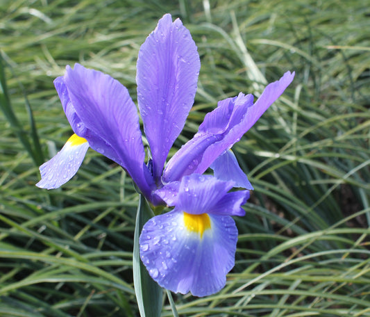 Iris Dutch Hybrids Sapphire Beauty