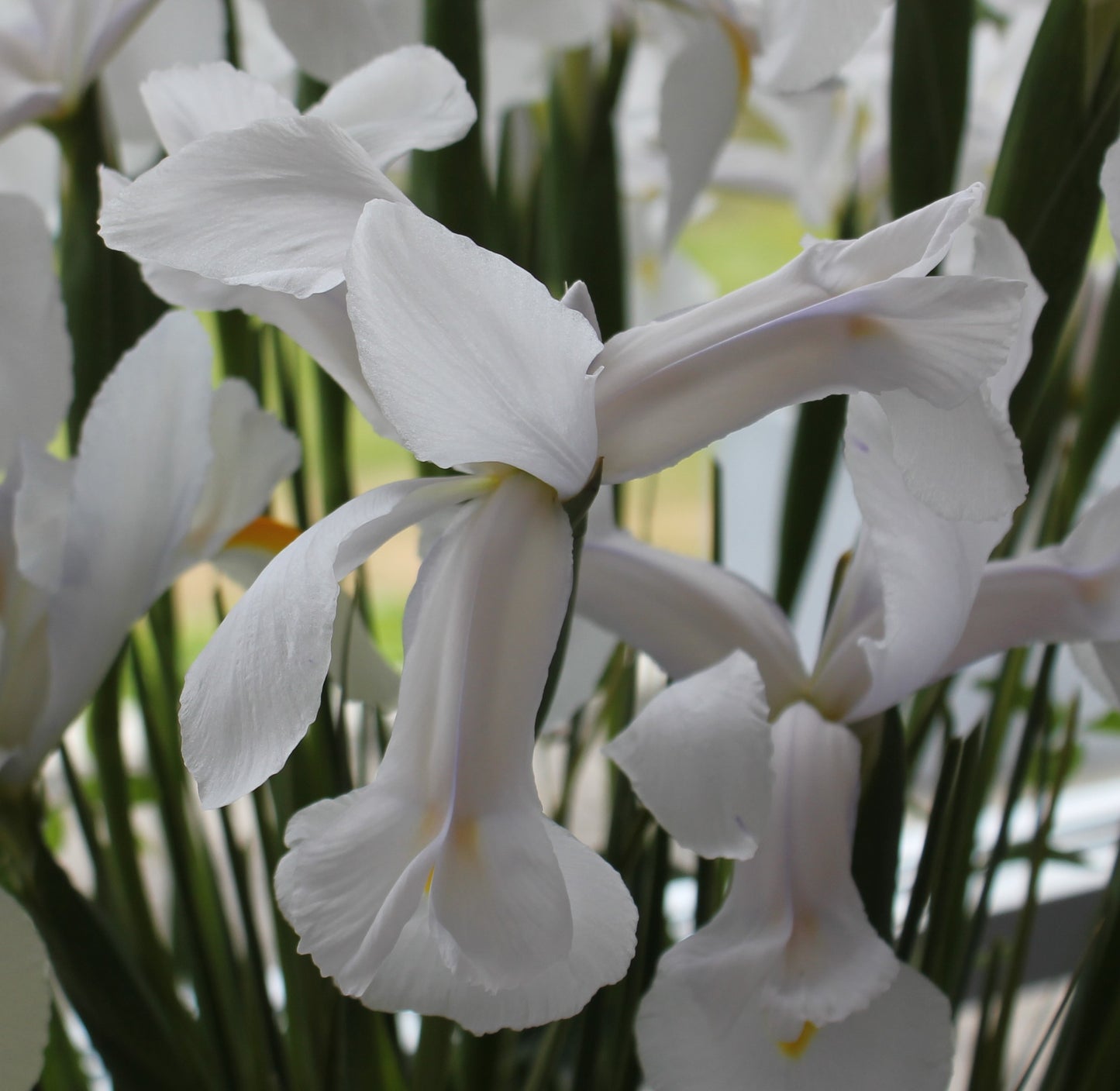 Iris Dutch Hybrids White Van Vliet