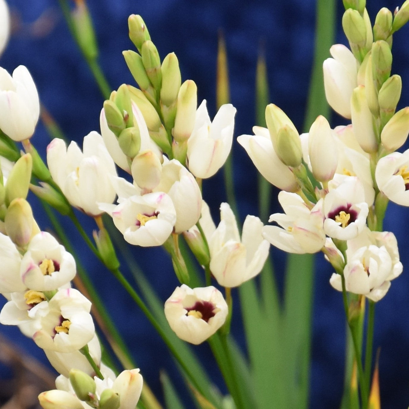 Ixia Hogarth
