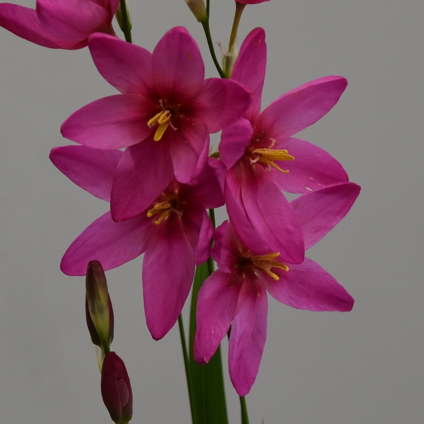 Ixia Mabel