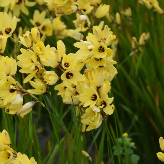 Ixia Yellow Emperor