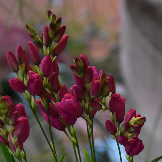Ixia Venus