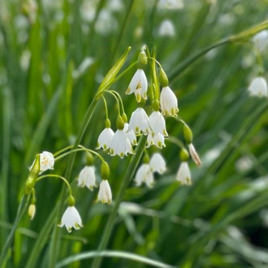 Leucojum aestivum 'Gravetye Giant'
