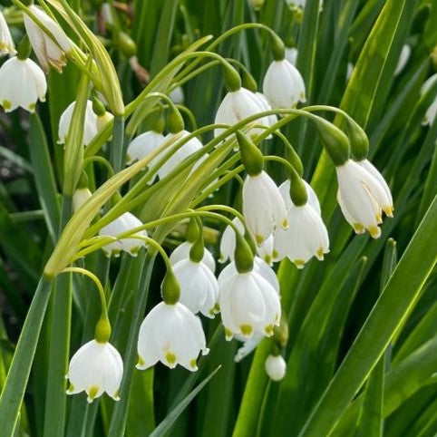 Leucojum aestivum 'Bridesmaid'