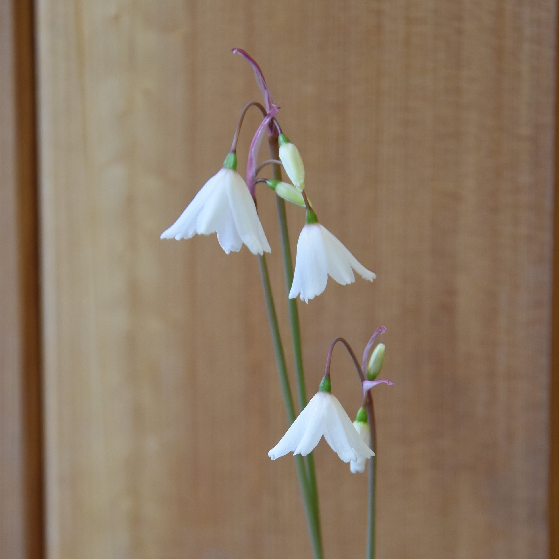 Leucojum autumnale 'September Snow'