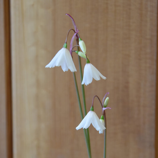 Leucojum autumnale 'September Snow'