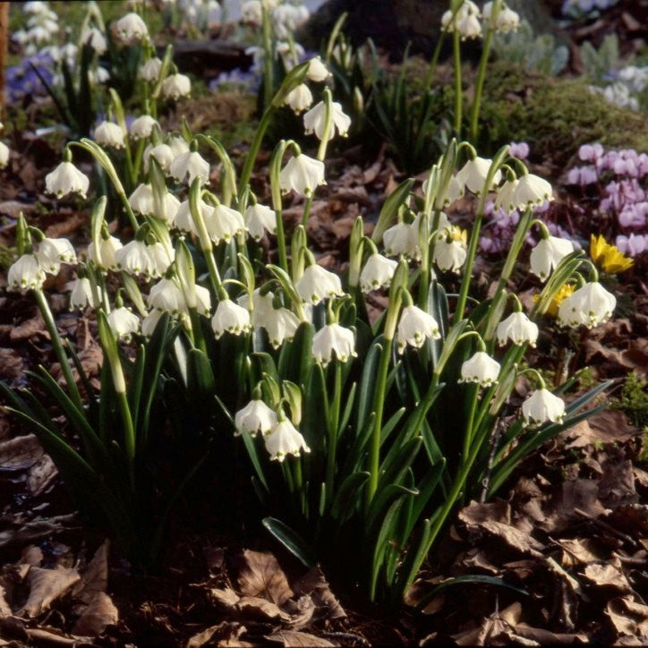Leucojum vernum