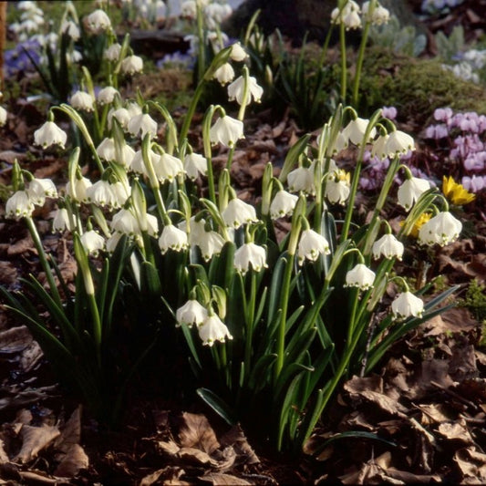 Leucojum vernum