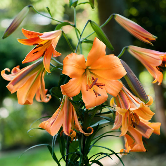 Lilium African Queen