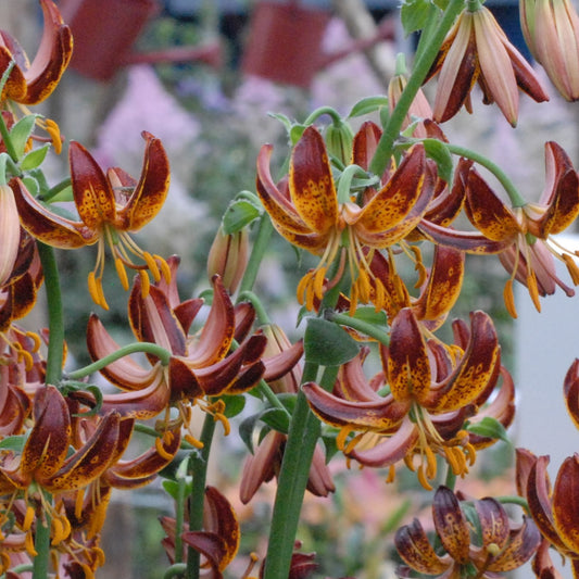 Lilium Arabian Night