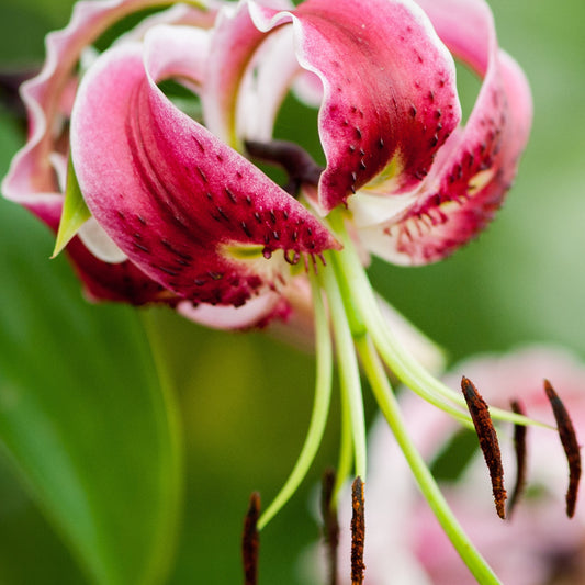 Lilium Black Beauty