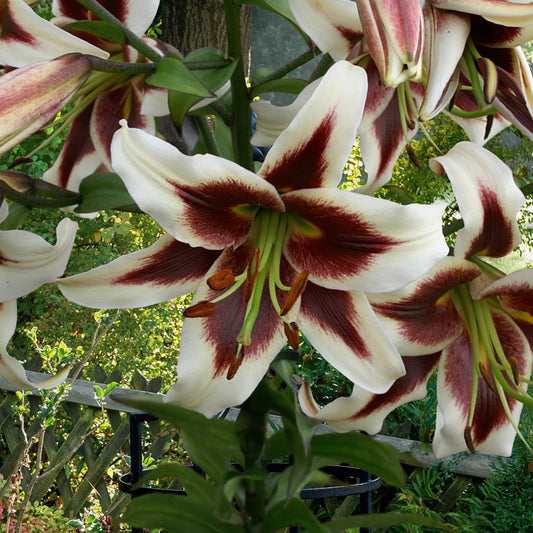 Lilium Beverly Dreams