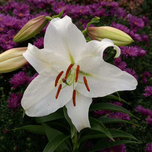 Lilium Casa Blanca