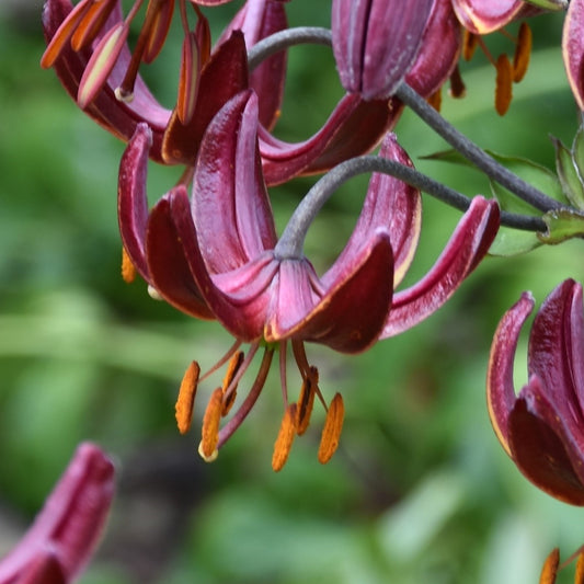 Lilium Claude Shride