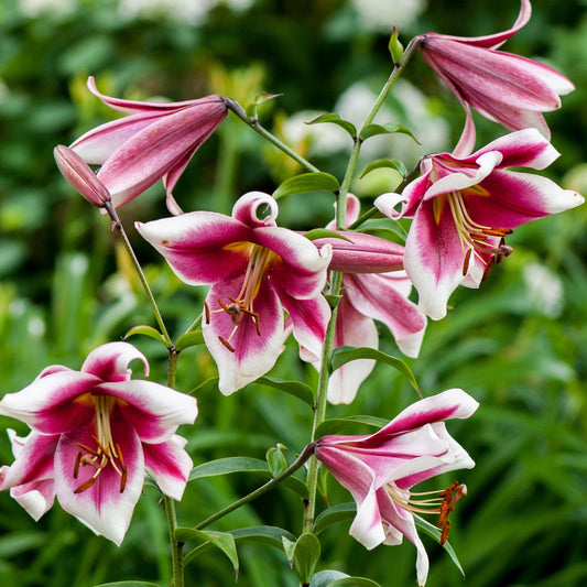 Lilium Friso