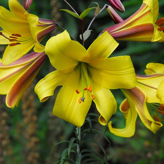 Lilium Golden Splendour