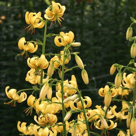 Lilium Golden Morning