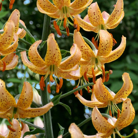 Lilium Guinea Gold