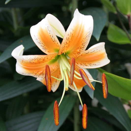 Lilium Lady Alice