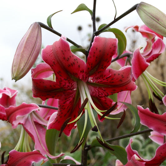 Lilium Miss Feya