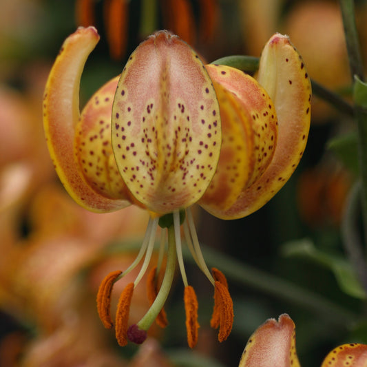 Lilium Peppard Gold