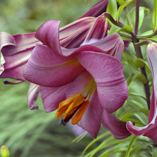 Lilium Pink Perfection