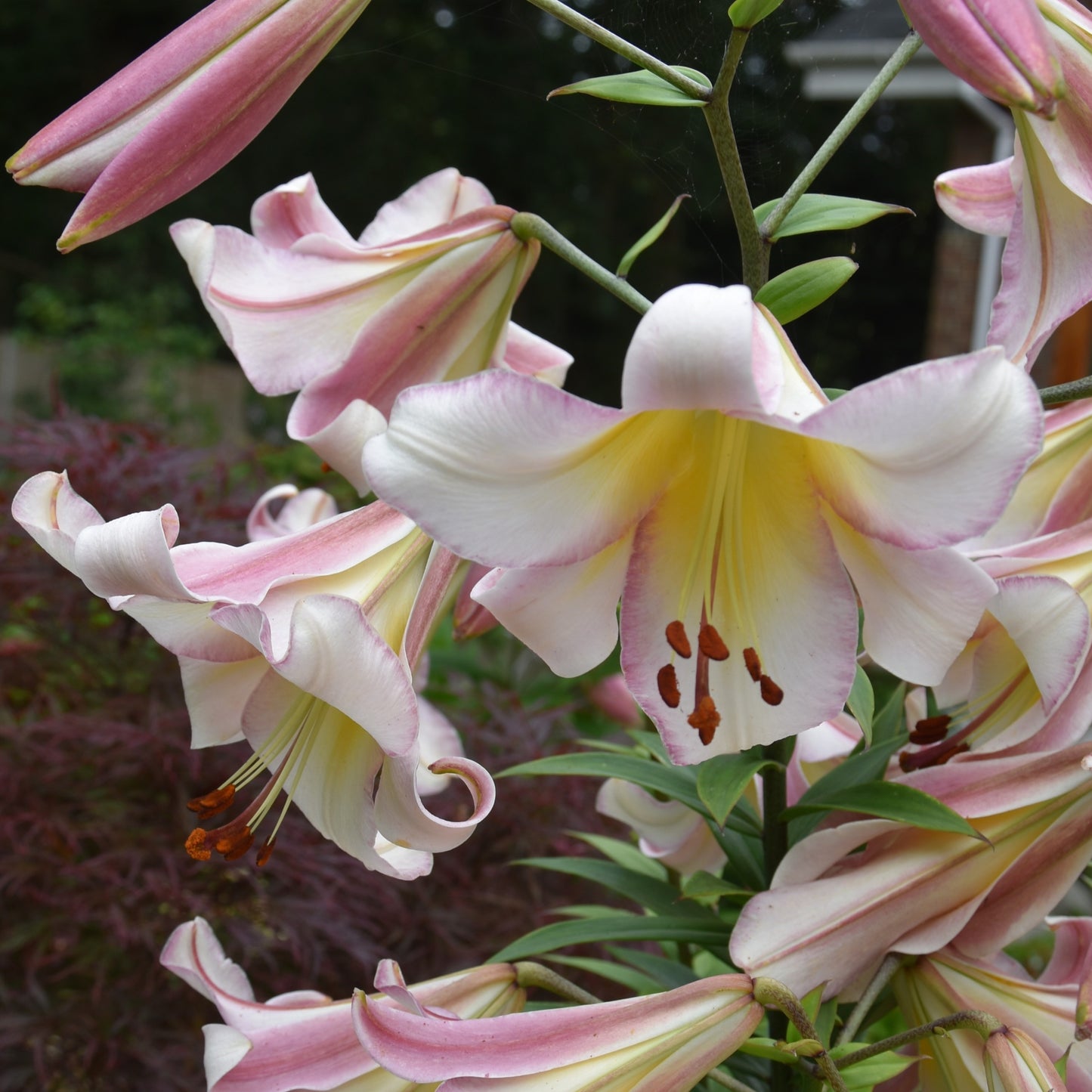 Lilium regale