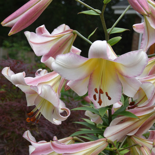 Lilium regale